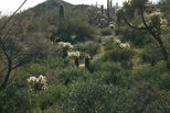 Desert east of Phoenix