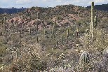 Cactus hillside, Superstition Mountains