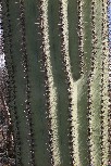 Saguaro Cactus close-up