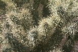 Cholla Cactus