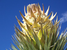Yucca blossom, up close