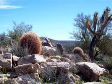 A favorite spot for barrel cactus