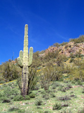 Saguaro, icon of the Sonoran Desert