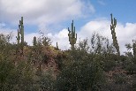 Saguaros and Palo Verde