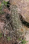 Porcupine Cactus