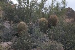 Barrel Cactus