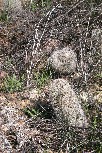 Pincushion  Cactus