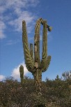 Saguaro