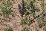 Plants in desert wash near Parker AZ