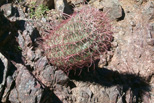 �Barrel cactus near Parker