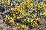 Plant in desert wash near Parker AZ