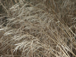 Grass at Le Fevre Overlook