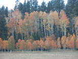 Aspens and meadow