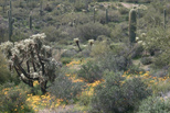 The Sonoran Desert east of Phoenix