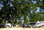 Camping under the oaks