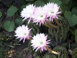 Cactus blossoms