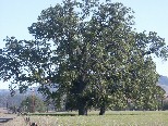 Oaks and hay fields near Parkfield