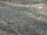 Spider webs in foothill grass