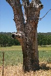 Woodpecker larder tree