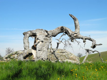 Ancient tree and boulders on top of Far Rocky Ridge