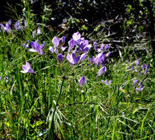 Purple brodiaea are still brightening the hills