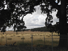 Parkfield hay field, guarded by ancient valey oak