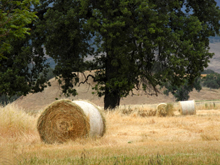 This was the first time we saw round bales at Parkfield
