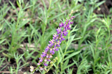 A high-altitude lupine