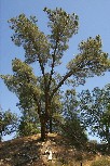 Bull Pine near Parkfield