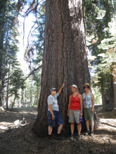 Sandy, Teri and Monica at the Big Sugar Pine Tree