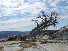 A weathered dead tree on top of the dome