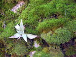 Succulent in the moss on a rocky bank near the San Joaquin Gorge bridge