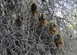 Dried wild cucumber seed pods