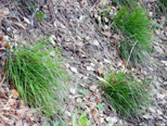 This bunch grass is among the few native grasses in the park