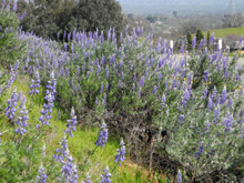 Lupines along Auberry Road