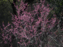 Redbud is starting to bloom