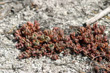 These succulents are common in high rocky areas