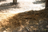 Decomposing log turns to brown dust