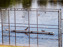 Ducks in the dugout