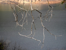 "Artsy-fartsy" photo of oak limbs near Finegold Picnic area