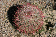 Close up of barrel cactus