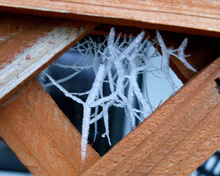 Frost-covered spider web above Oakhurst (Jennifer Neely photo)