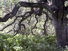 Oak near Mariposa