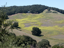 On Highway 46 near Paso Robles
