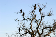 Buzzards decorating a dead tree