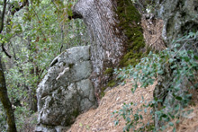 The rock seems to be holding the oak in place