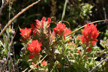 Flowers along Highway 1 in Mendocino County
