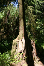New tree roots surround old stump