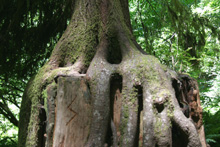 Close up of roots