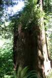 New growth takes advantage of a dead stump